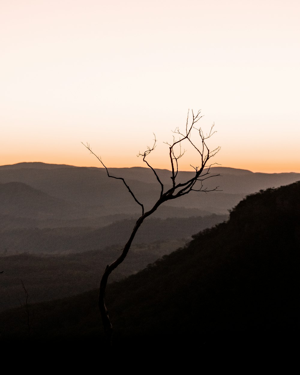 árvore nua no topo da montanha durante o dia