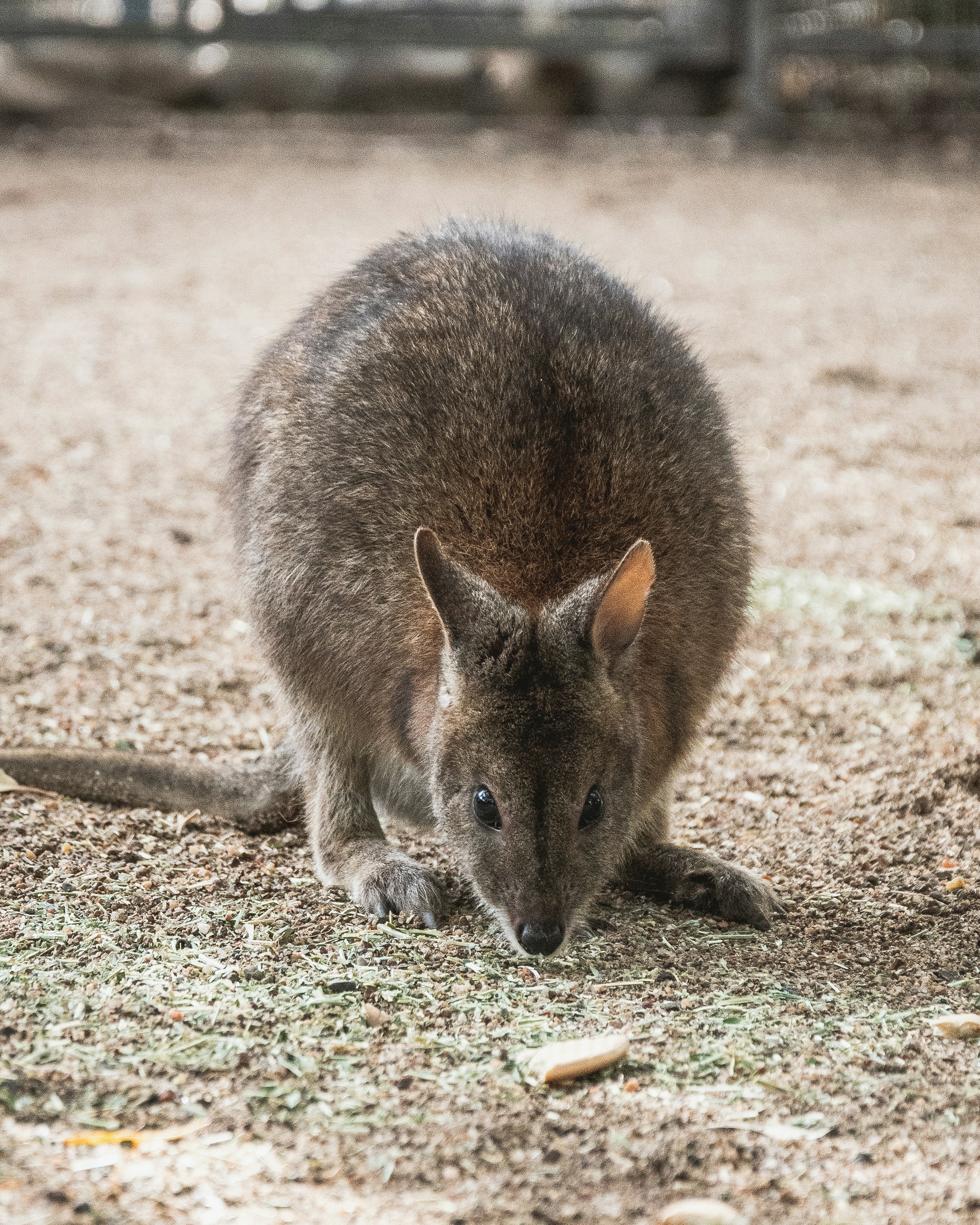 a close up of a kangaroo on a dirt ground