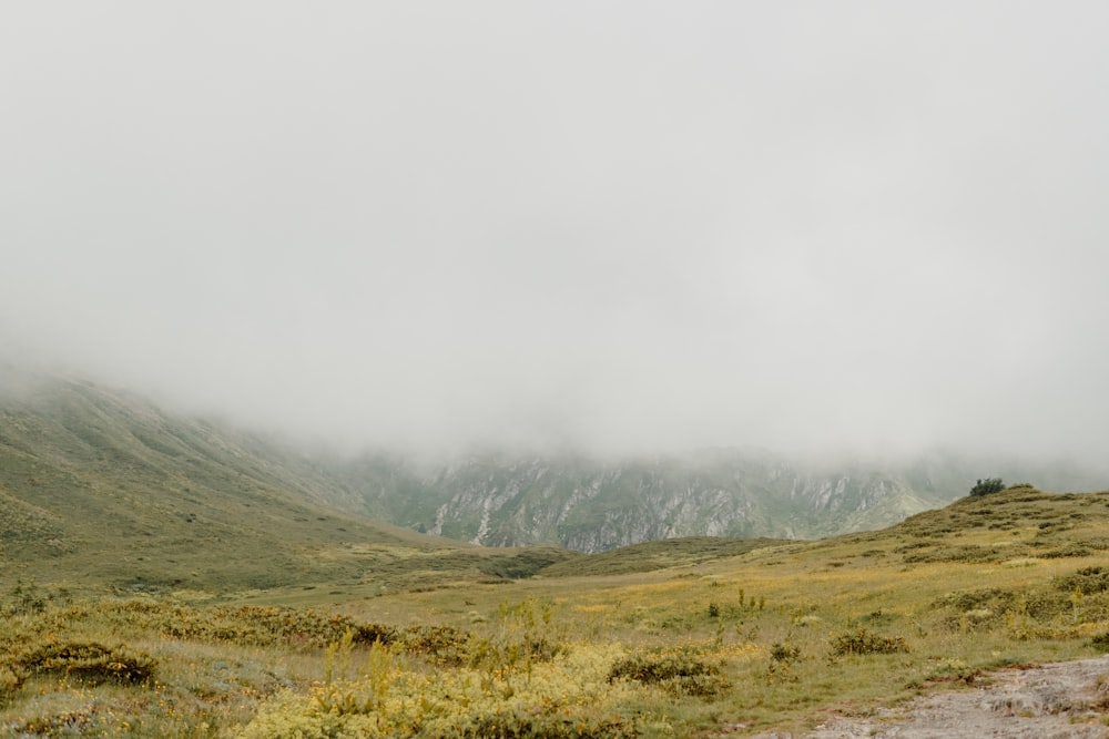 green grass field and mountain covered with fog