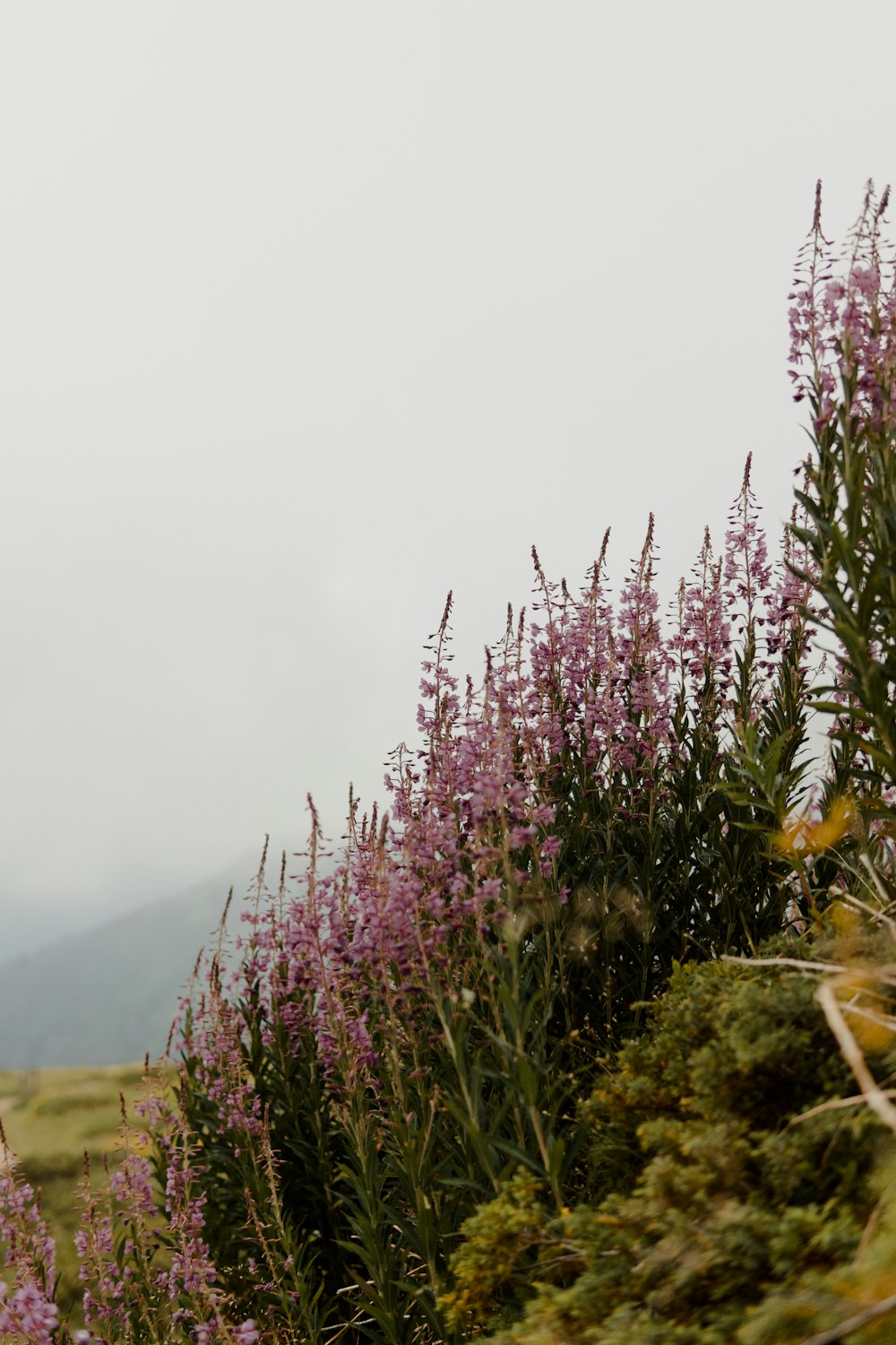 a field of purple flowers with a mountain in the background