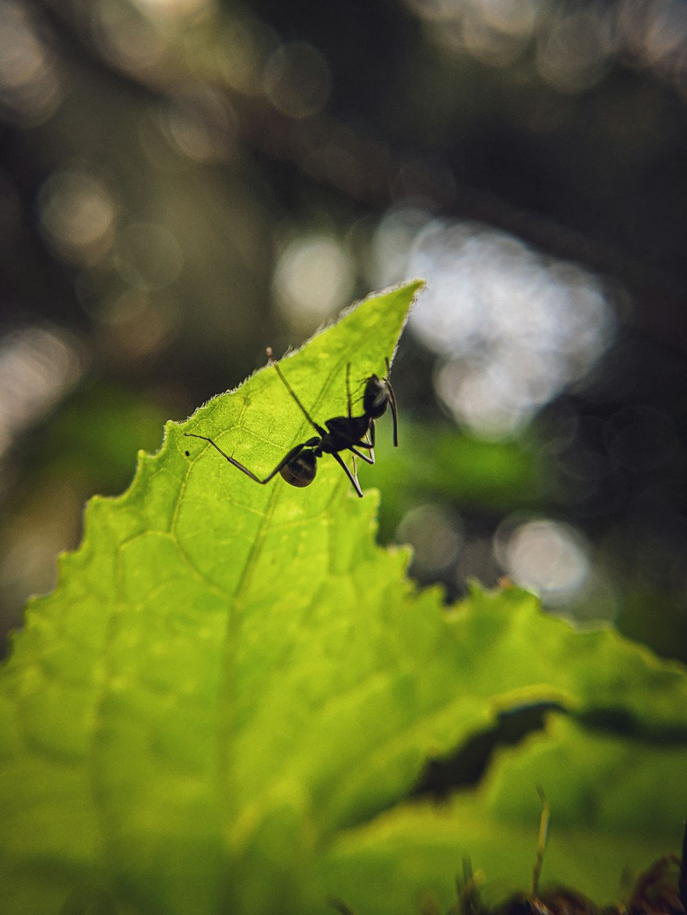 black ant on green leaf