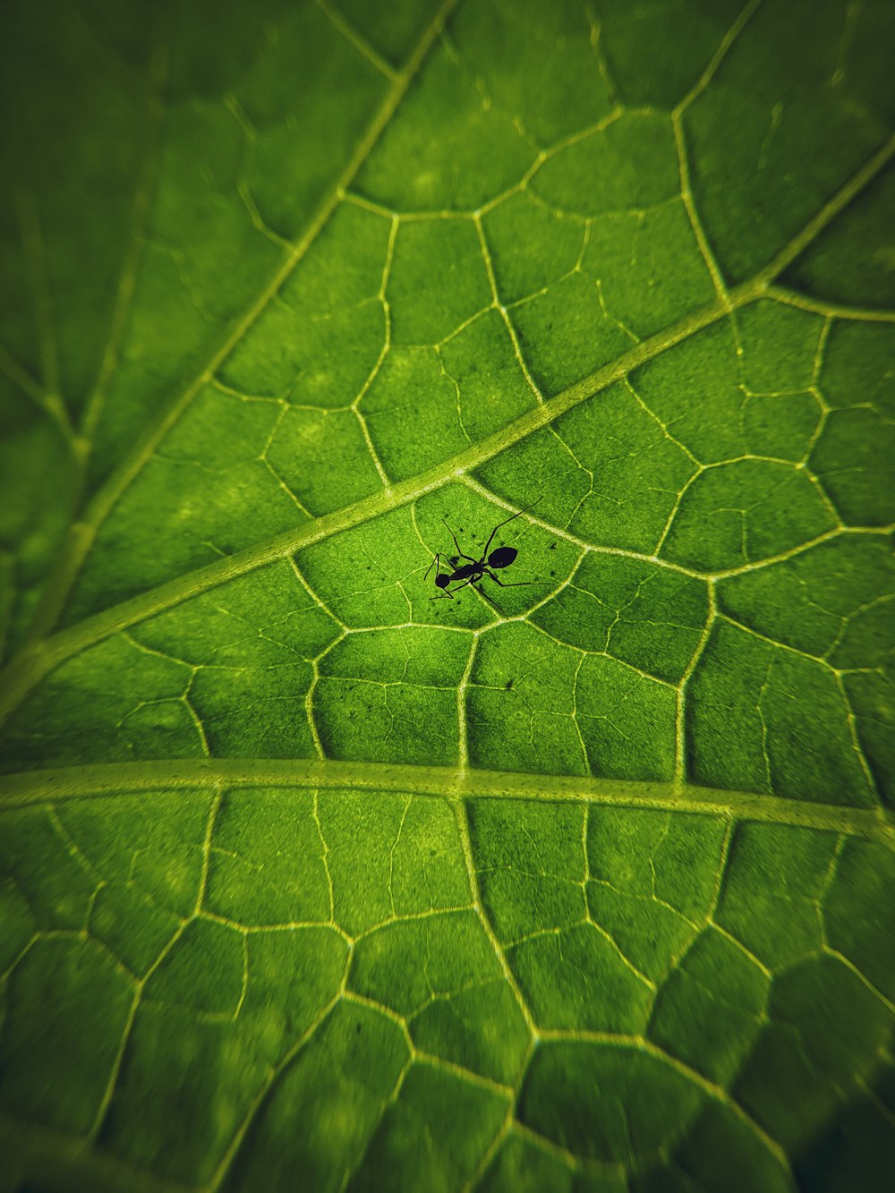 punaise noire sur feuille verte