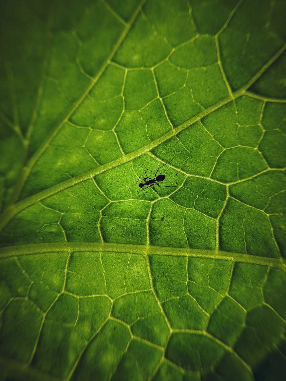 black bug on green leaf