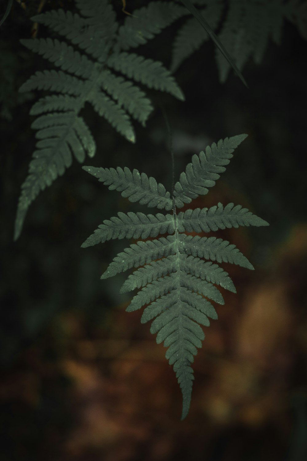 green leaf plant in close up photography