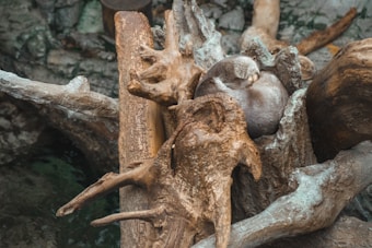 A small otter sleeps curled up within the intricate structure of a large piece of driftwood. The twisted and weathered wood provides a natural and protective setting for the resting animal. The scene is earthy and peaceful, with the textures of the wood complimenting the fur of the otter.