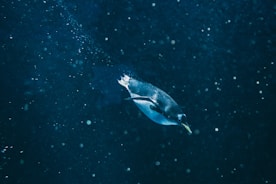 Why Penguins Matter: Sentinel Species That Tell Us About Ocean Health and Our Future