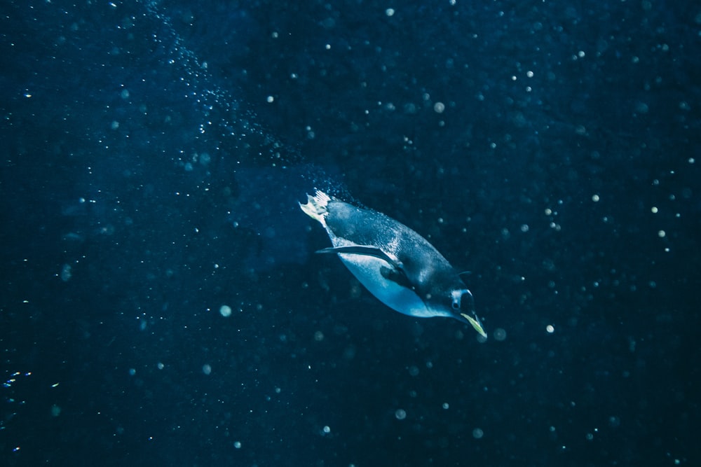 水の上を泳ぐ2羽の白ペンギンと黒ペンギン