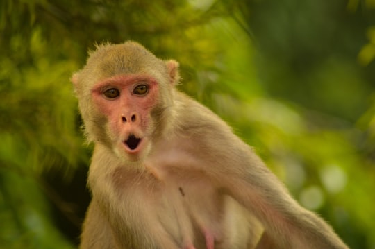 brown monkey on green grass during daytime in Jim Corbett National Park India