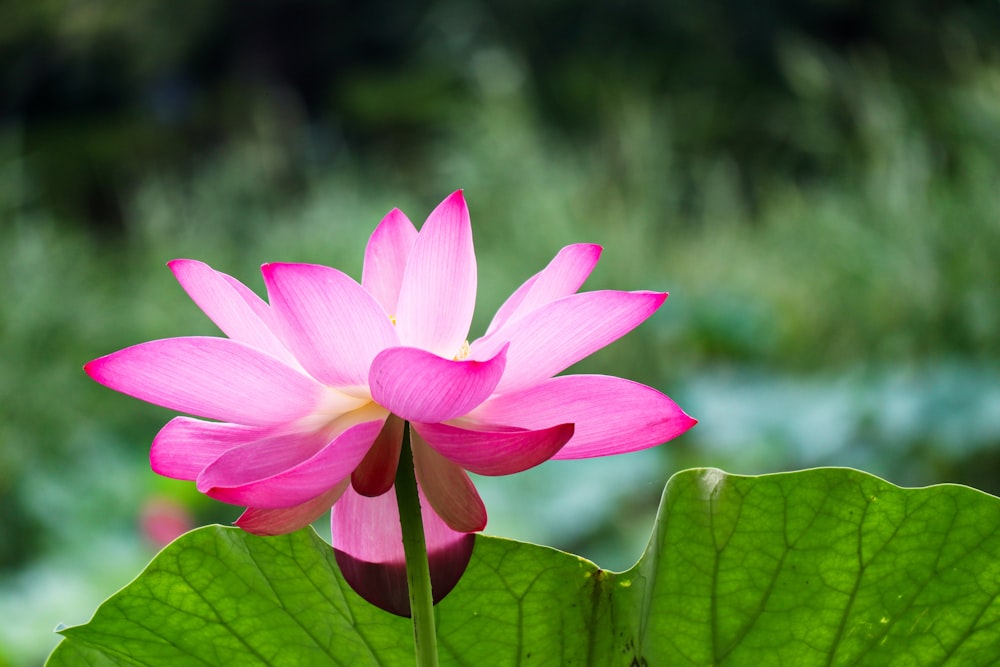 pink lotus flower in bloom during daytime