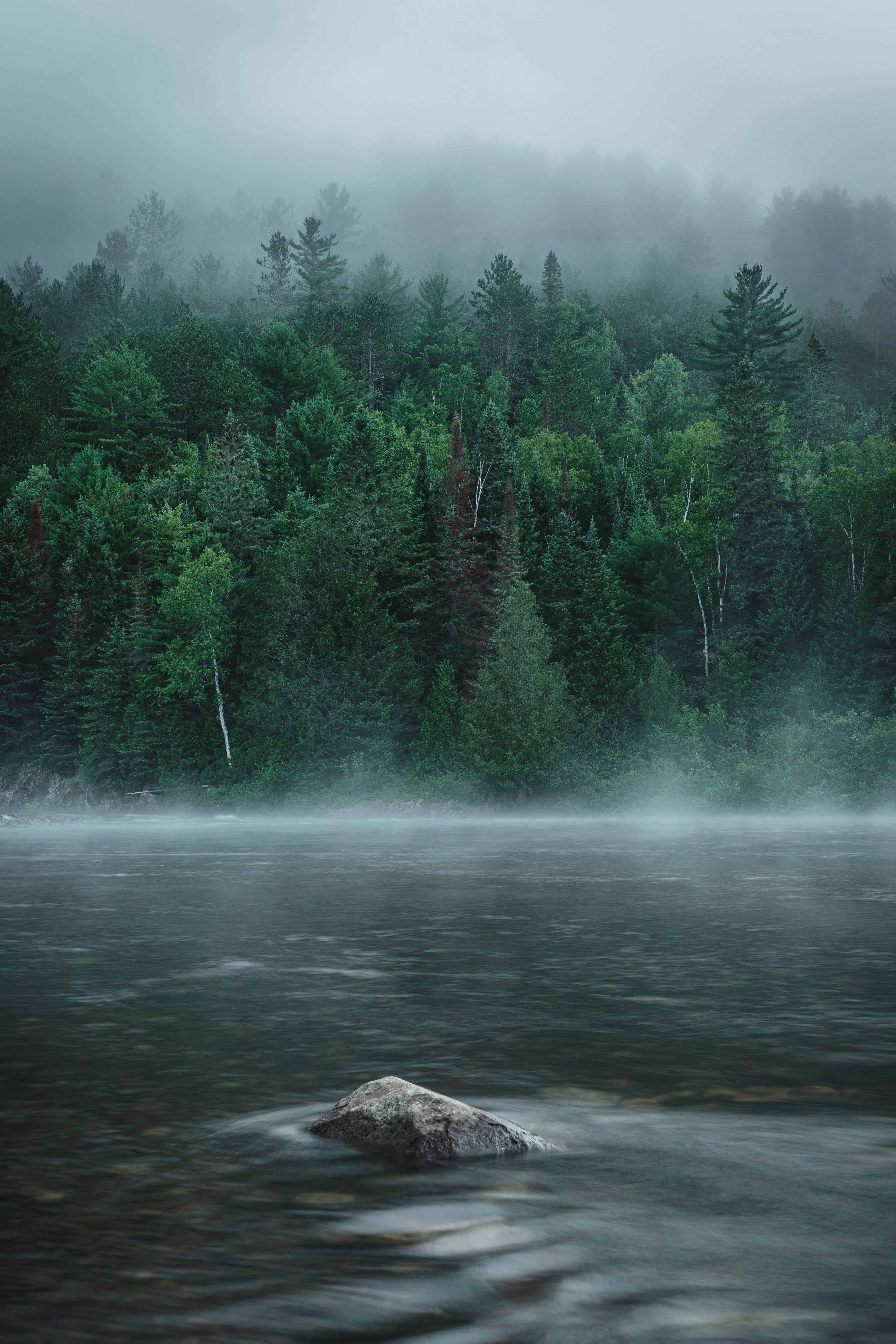 green pine trees beside river during daytime
