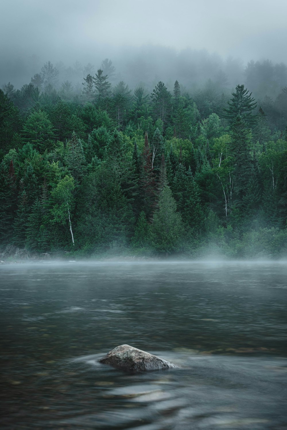 green pine trees beside river during daytime