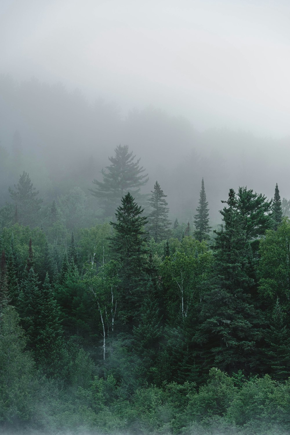 green pine trees on foggy weather