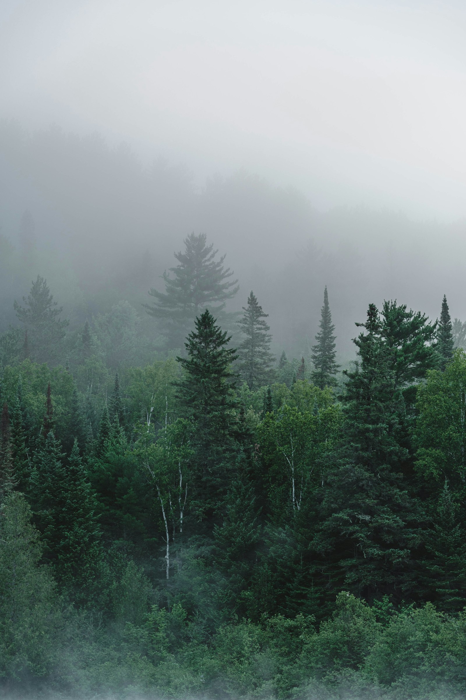 Nikon D7500 sample photo. Green pine trees on photography