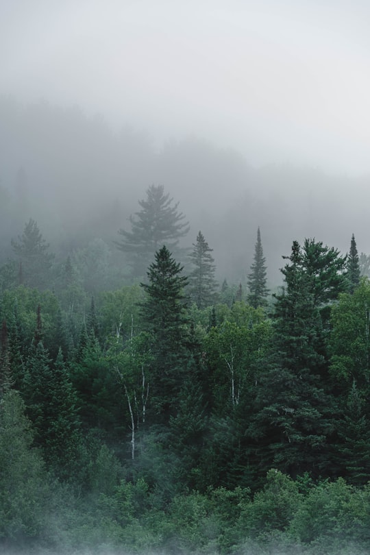 green pine trees on foggy weather in Regional Park Forest Ouareau Canada