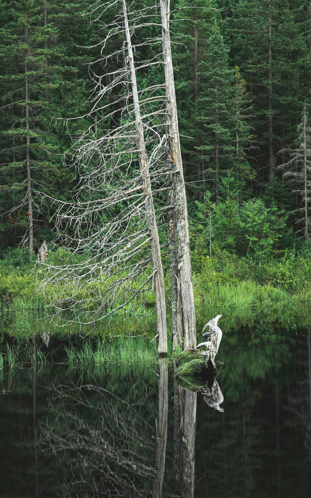 Forest photo spot Regional Park Forest Ouareau Saint-Henri