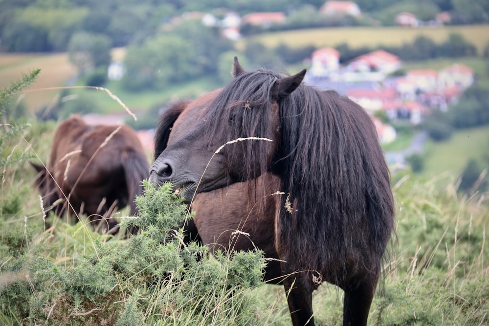 black and brown horses on green grass field during daytime