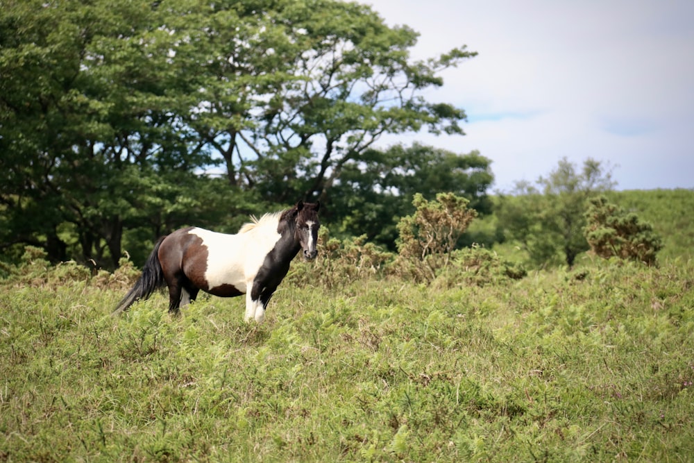 brown and white horse on green grass field during daytime