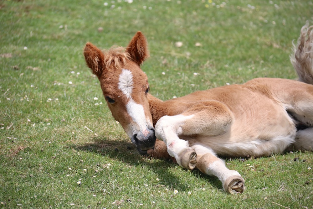 brown and white horse on green grass field during daytime