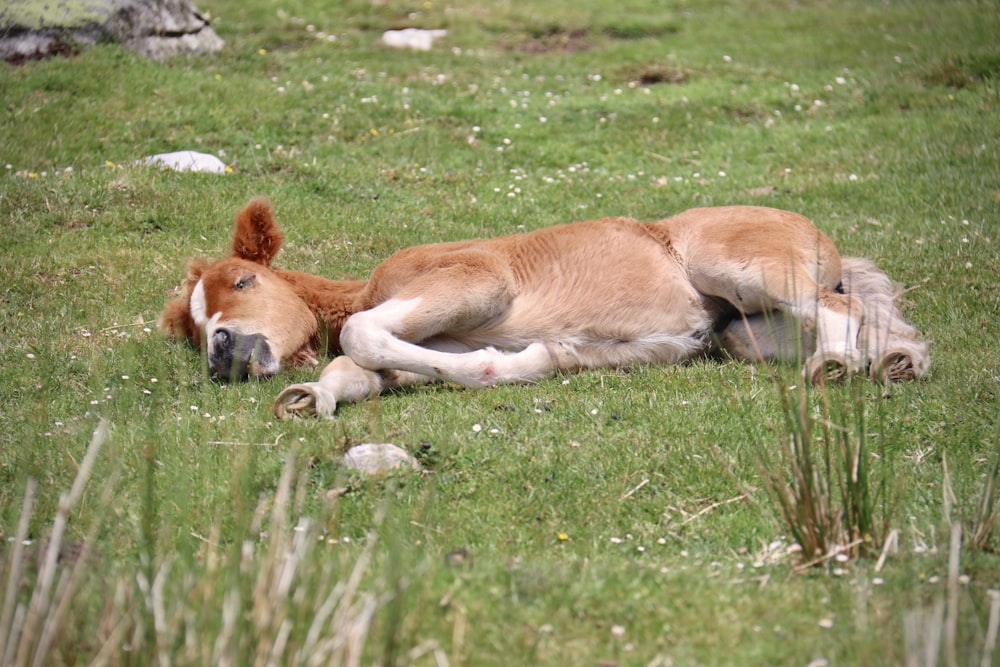 brown and white horse on green grass field during daytime