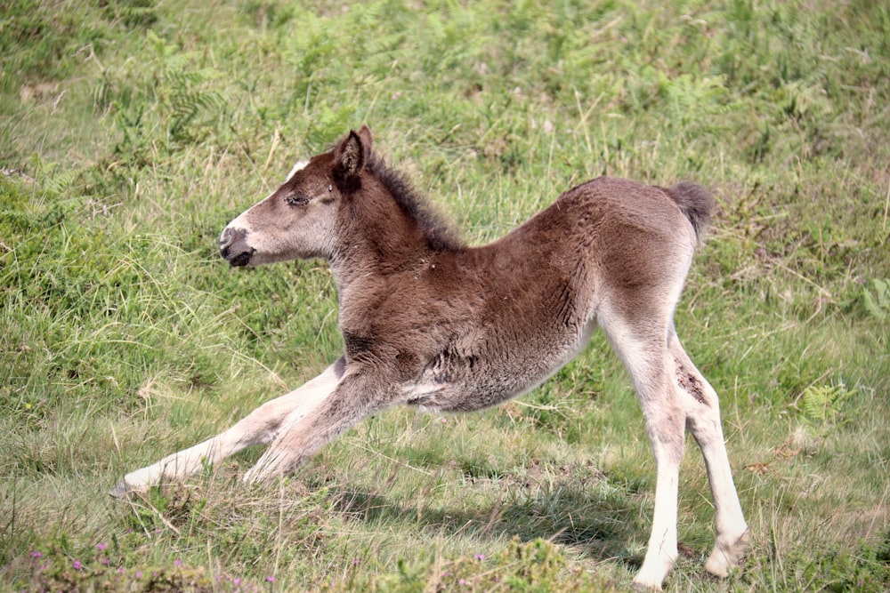 brown horse on green grass field during daytime