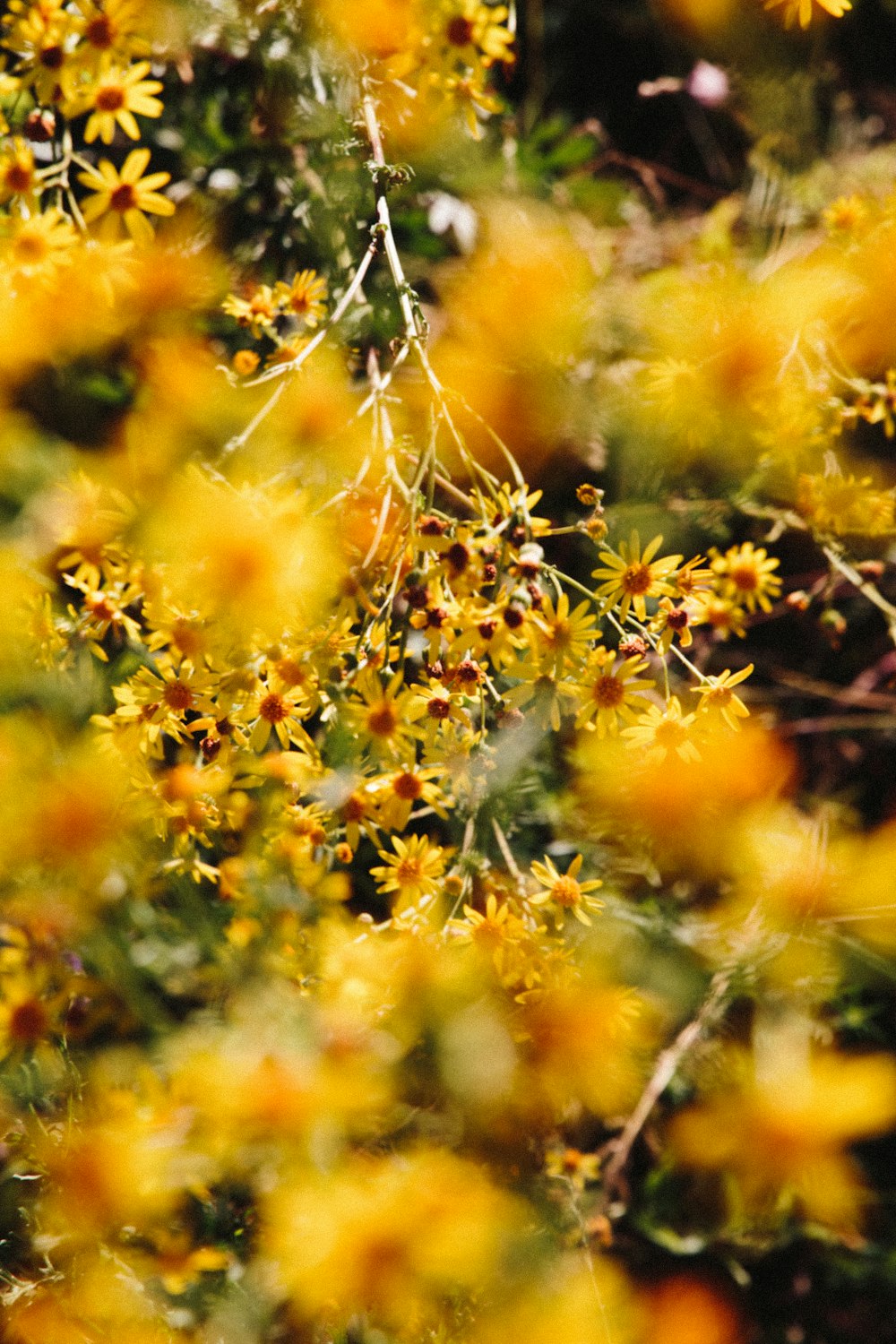 yellow flowers with green leaves