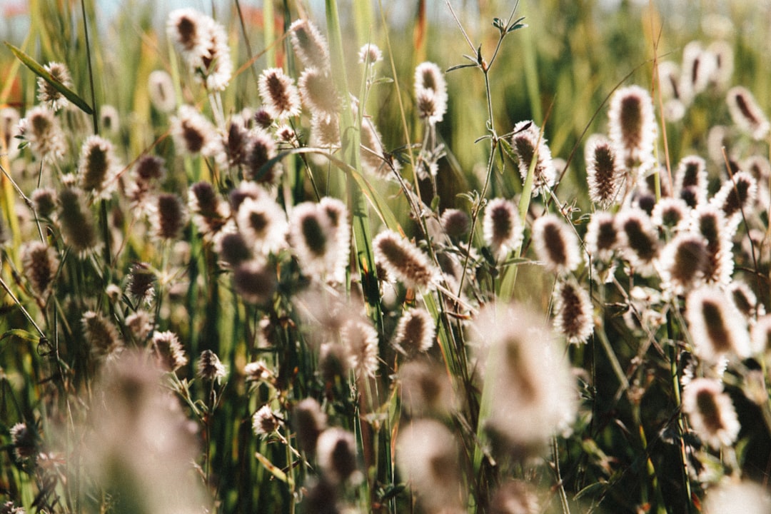 brown and white flowers in tilt shift lens