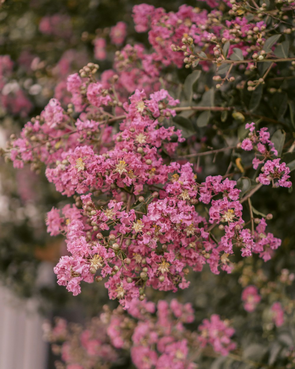 pink flowers in tilt shift lens