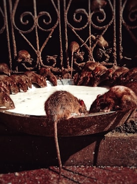 A group of rats gathers around a large, shallow container filled with liquid, possibly milk, with several rats drinking from it. The scene is set against an ornate iron railing with intricate designs. The light casts shadows, creating a contrasting visual effect.