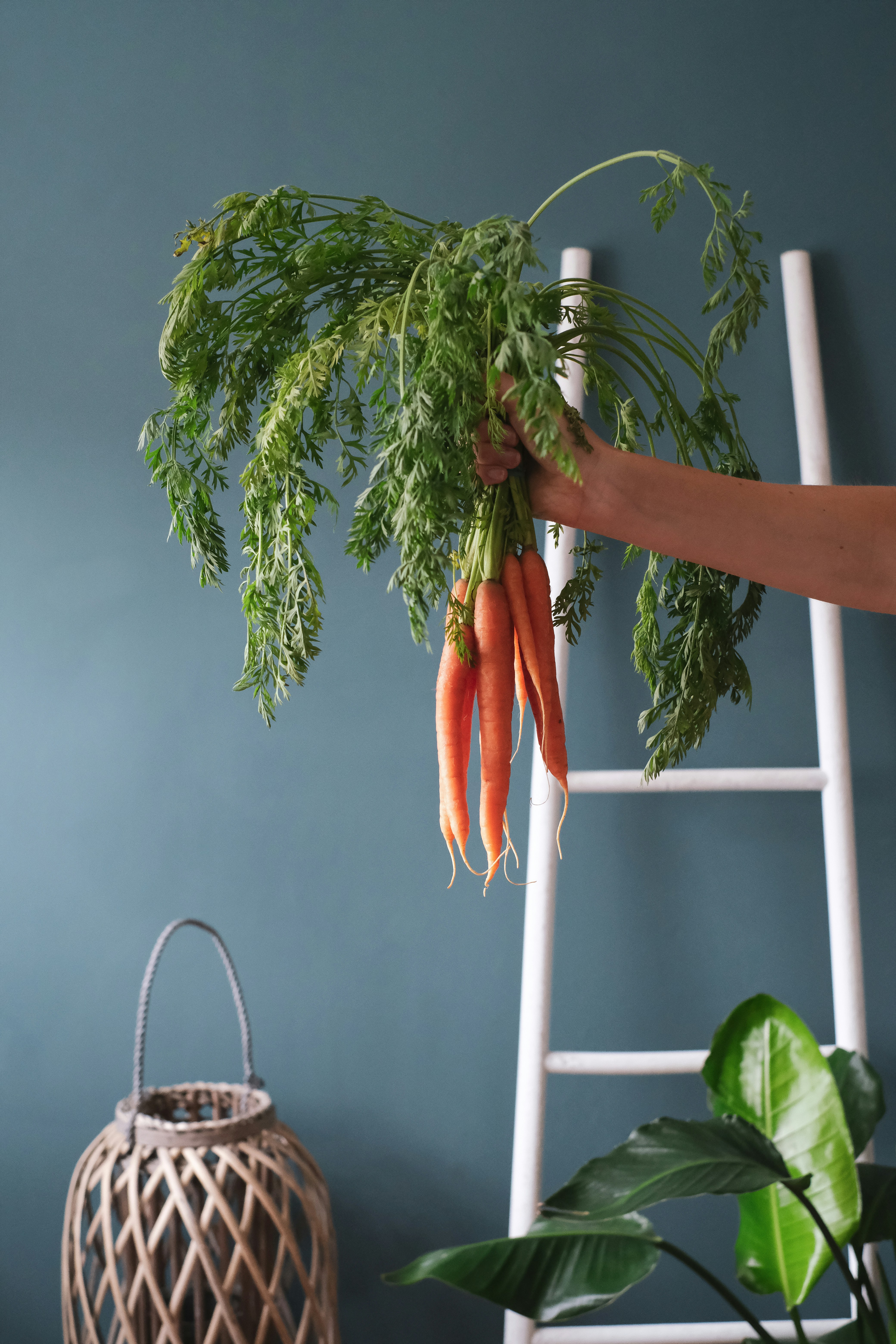 6 Best Plants Fridge Hanging Ideas to Free Up Kitchen Counter