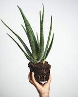 Aloe Vera