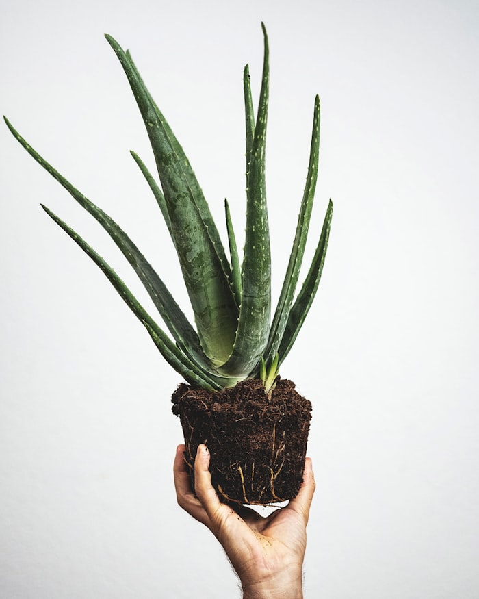 Overhead view of aloe vera plant — the plant-derived foundation of Capsulent's A+ formula