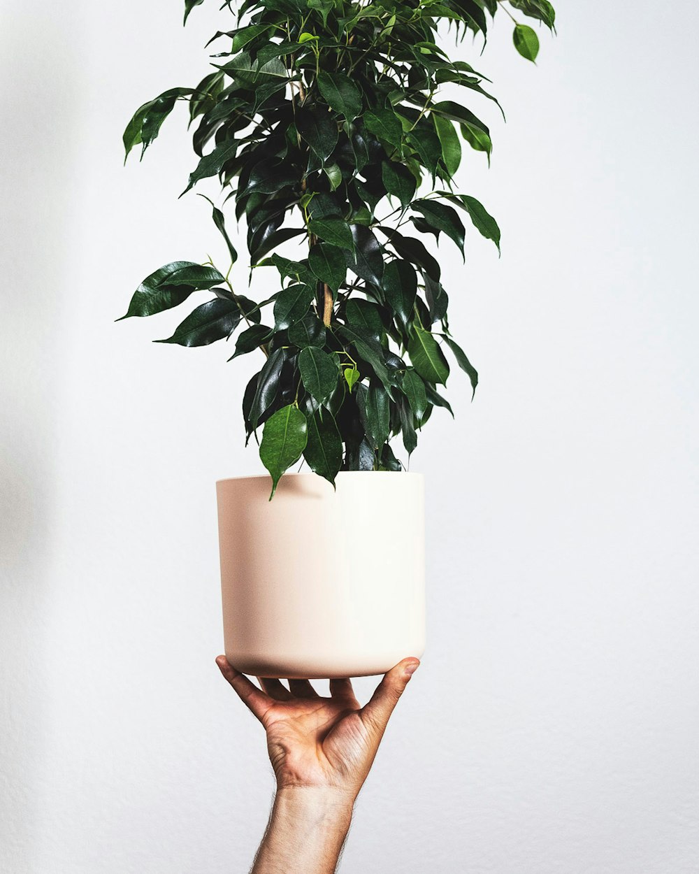 Planta verde en maceta de cerámica blanca