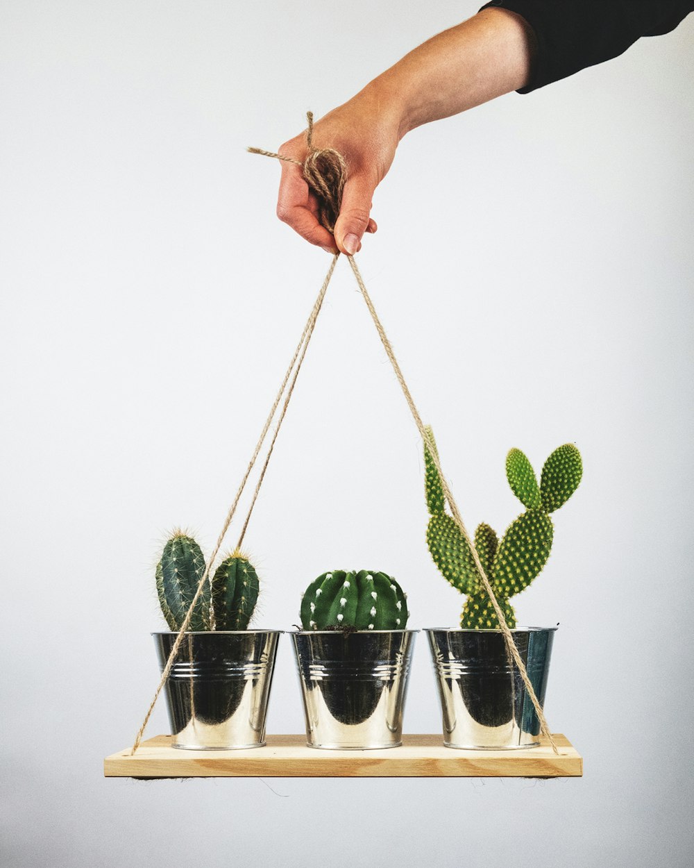 Planta de cactus verde en maceta blanca