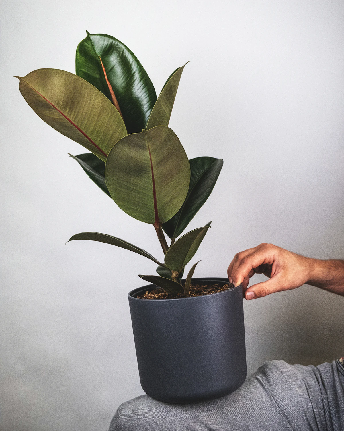 Person holding a leafy plant in a black nursery container