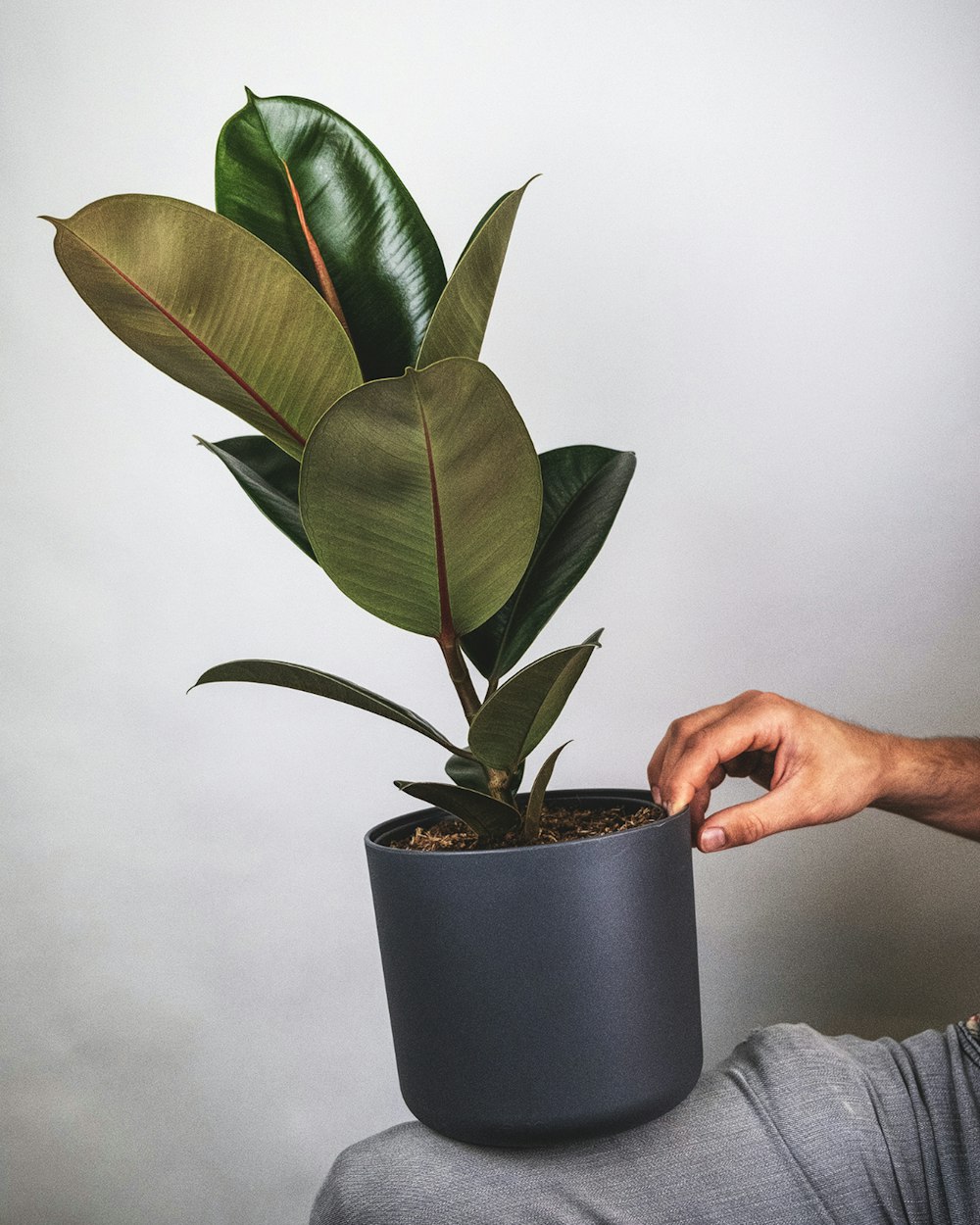 pessoa segurando a planta verde no vaso preto