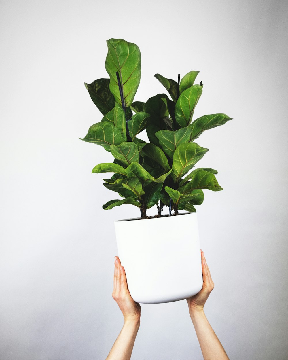 Planta verde en maceta de cerámica blanca