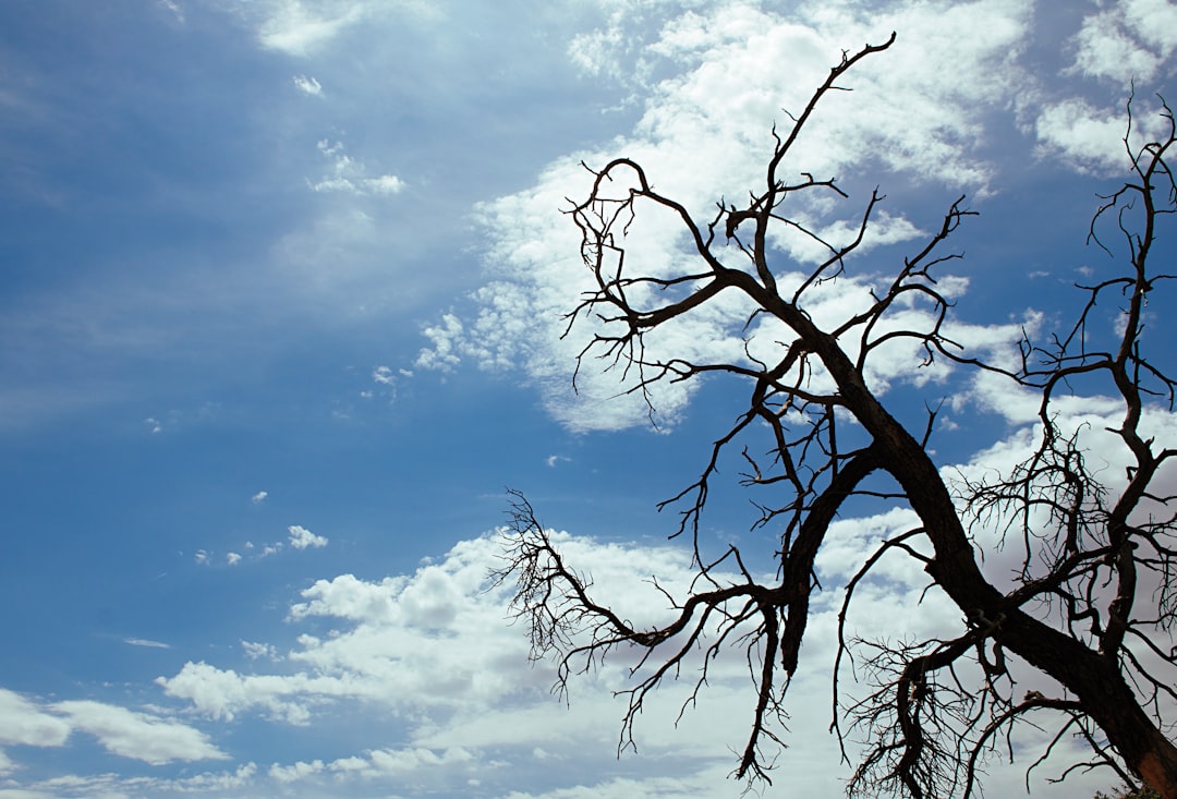 leafless tree under blue sky