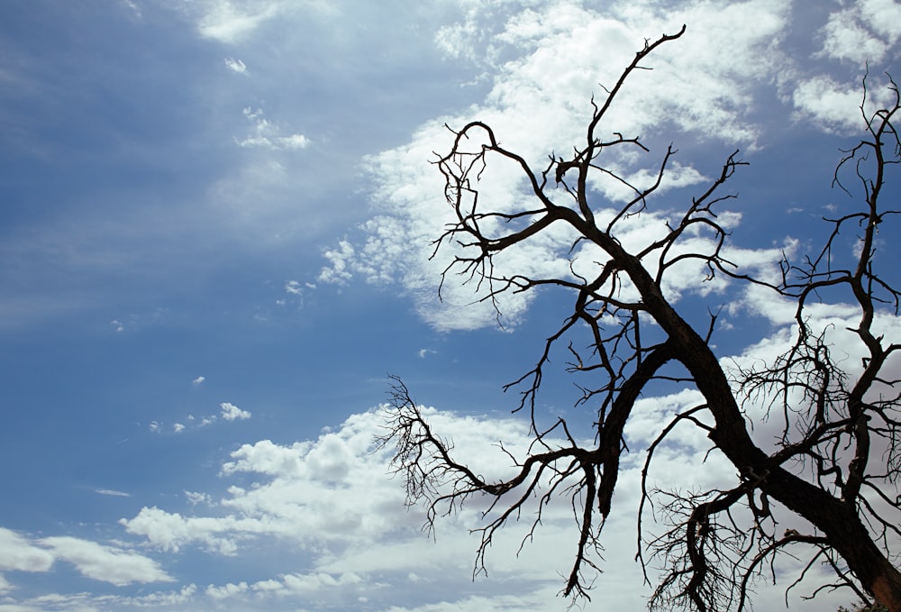 leafless tree under blue sky