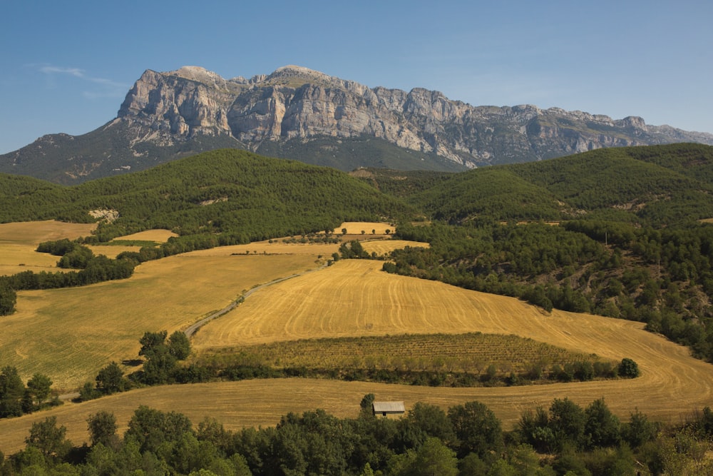 green trees on brown field near mountain during daytime