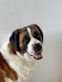 brown and white short coated dog