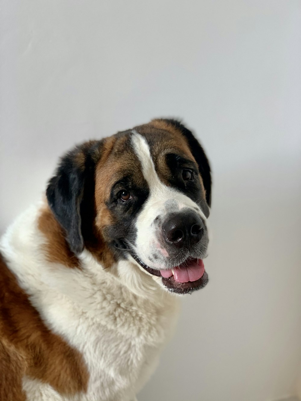 brown and white short coated dog