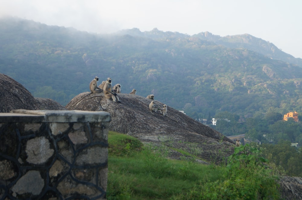 brown sheep on top of gray rock formation during daytime