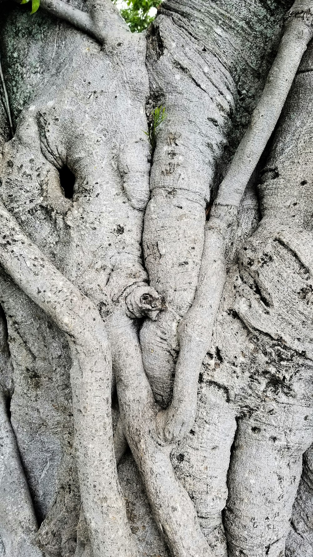 a close up of the trunk of a tree