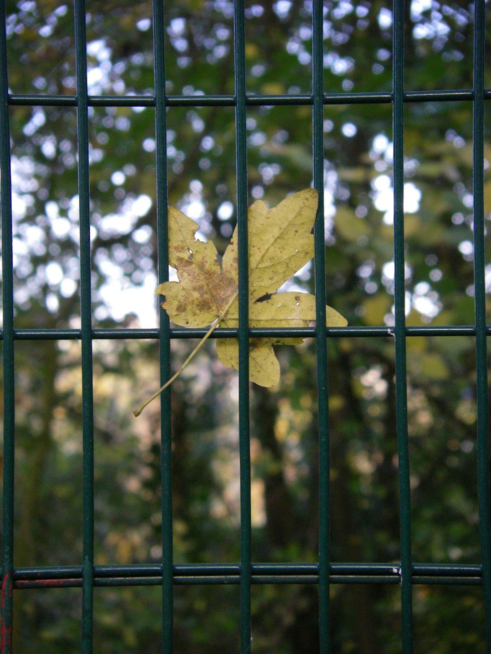 검은 금속 울타리에 갈색 단풍 나무 잎