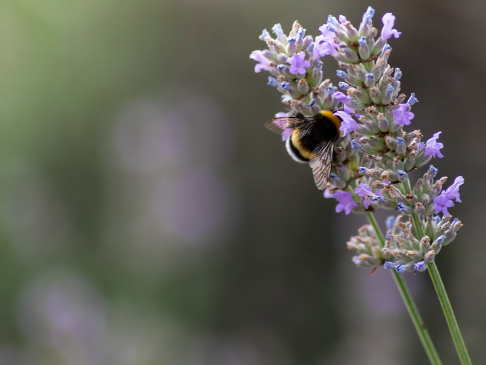 black and yellow bee on purple flower