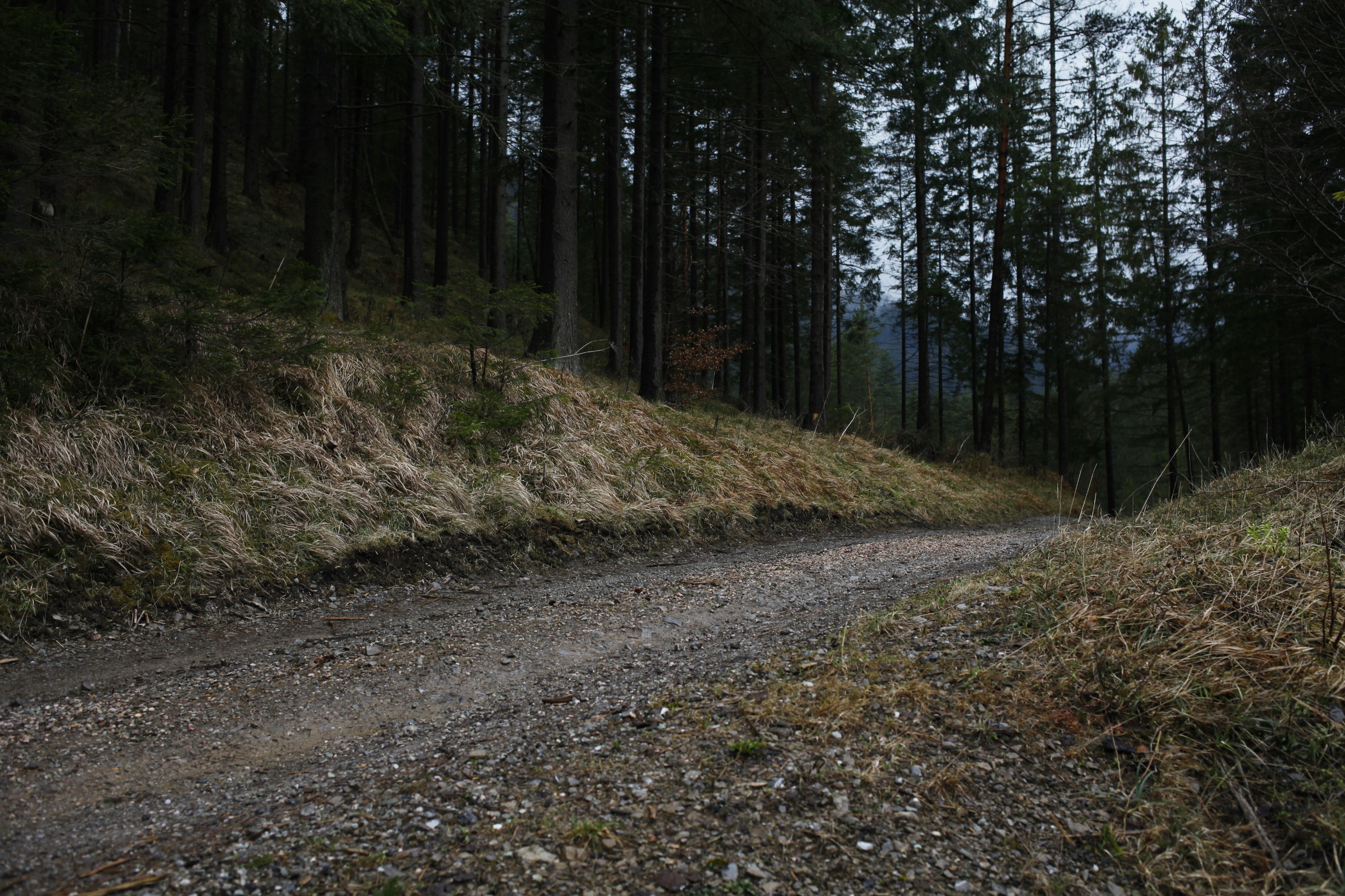 brown dirt road between green trees during daytime