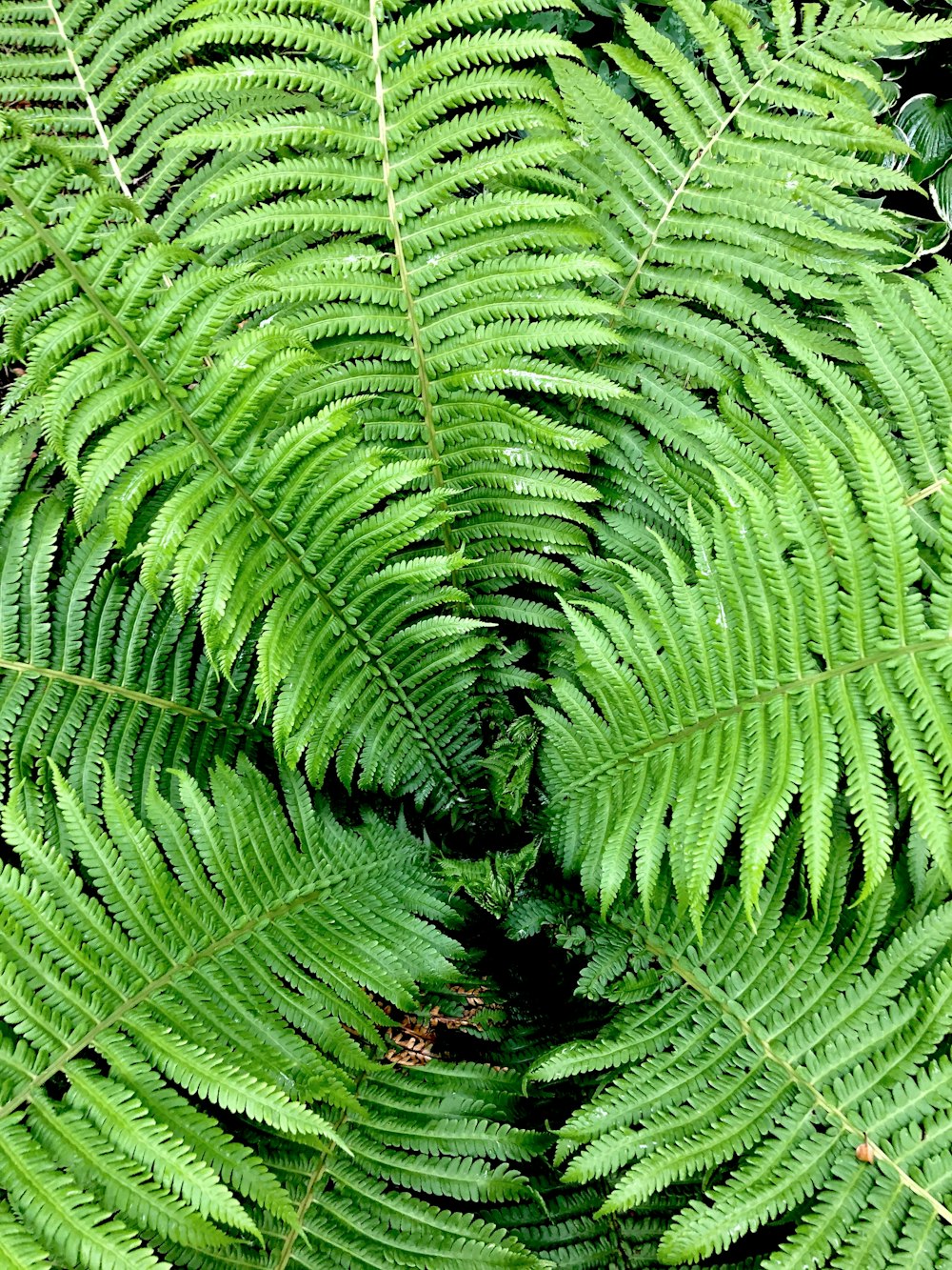 green fern plant during daytime