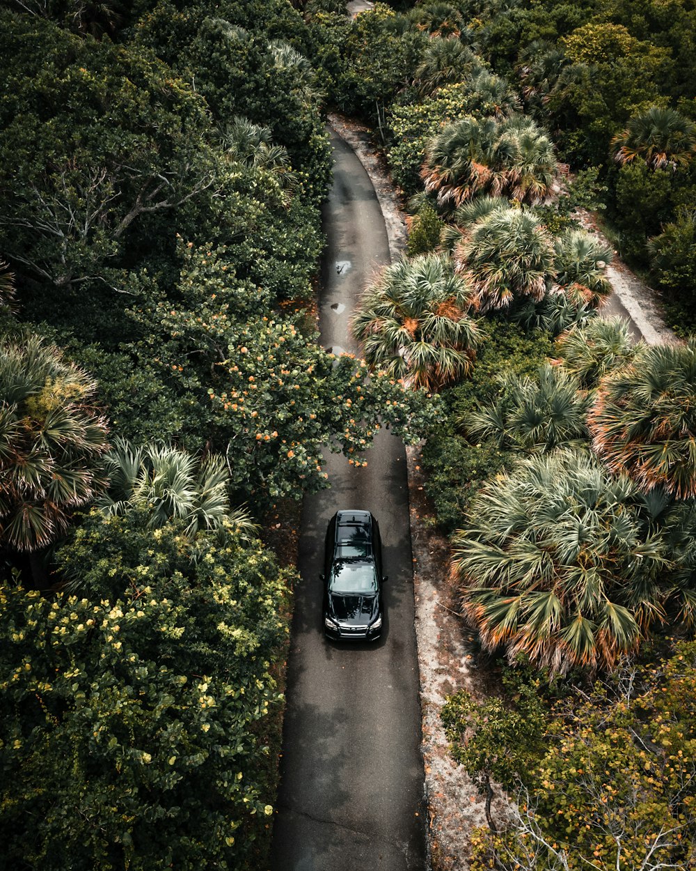 Plantas verdes y marrones sobre piso de concreto gris