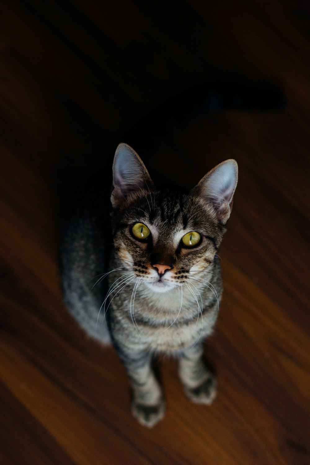 silver tabby cat on brown wooden floor