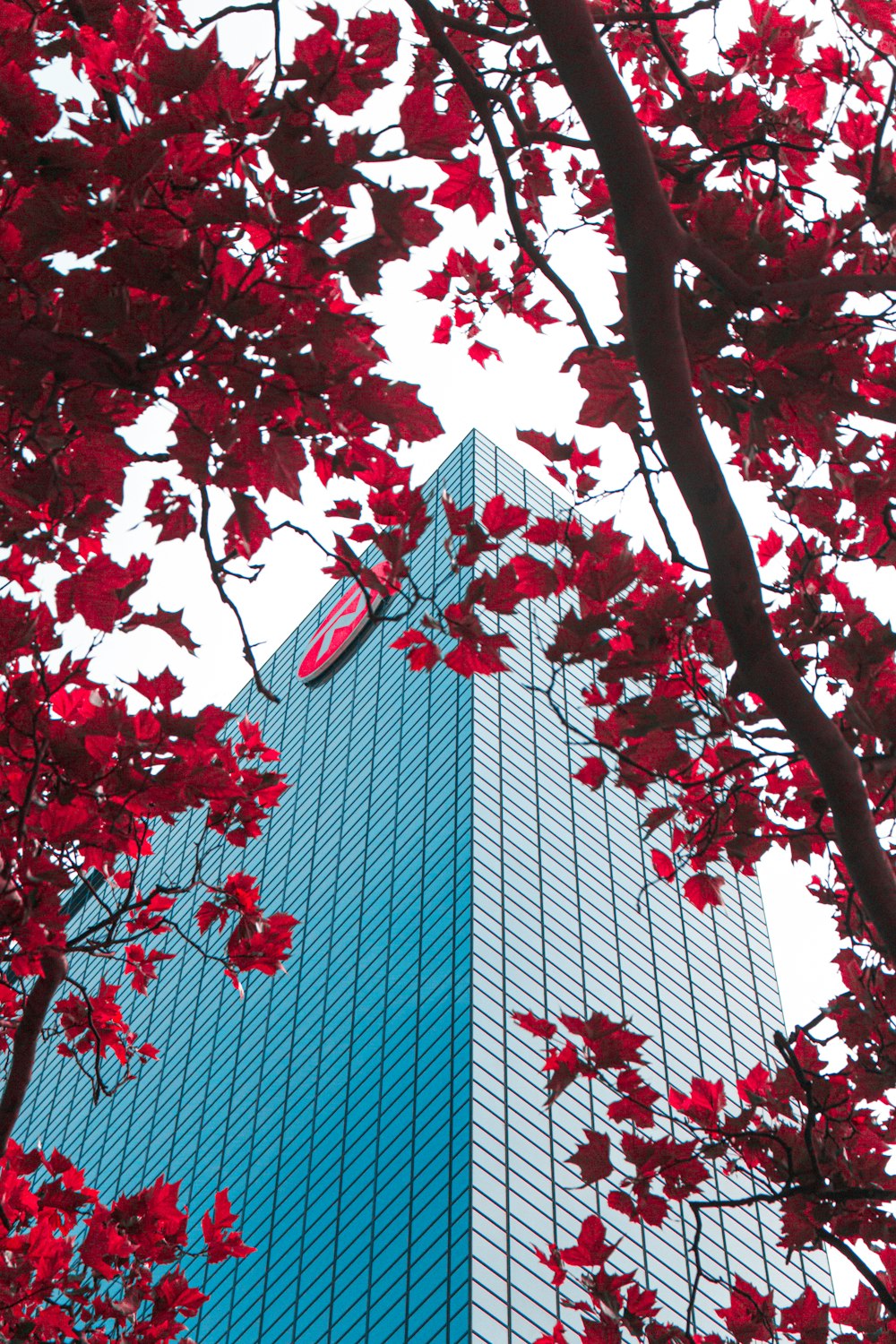건물 근처 나무에 붉은 잎
